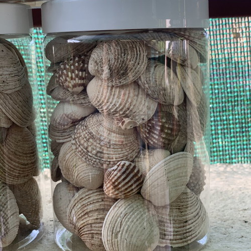 Natural seashells from Greek seas for decoration and crafts, 6 jars of 750ml, like new