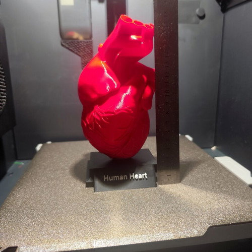 3D printed human heart model 1:1 scale