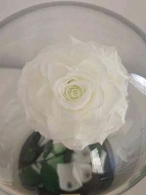Preserved flower rose in glass dome like new