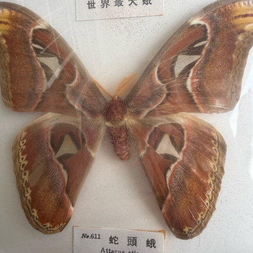 Attacus atlas moth like new, known as Atlas moth
