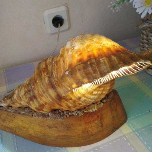 Vintage shell lamp used with wooden base