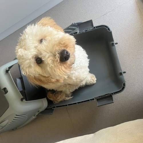 Pet Carrier with Removable Top and Door, New