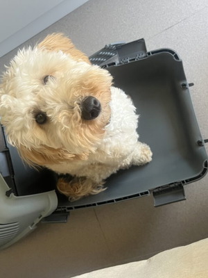 Pet Carrier with Removable Top and Door, New