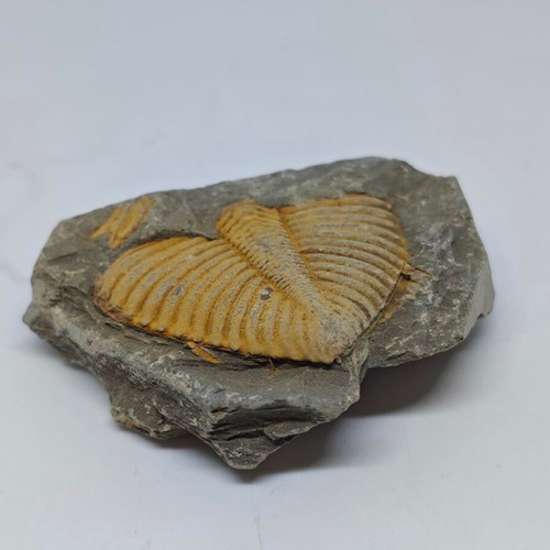 Trilobite Fossil in Natural Shale Rock like new