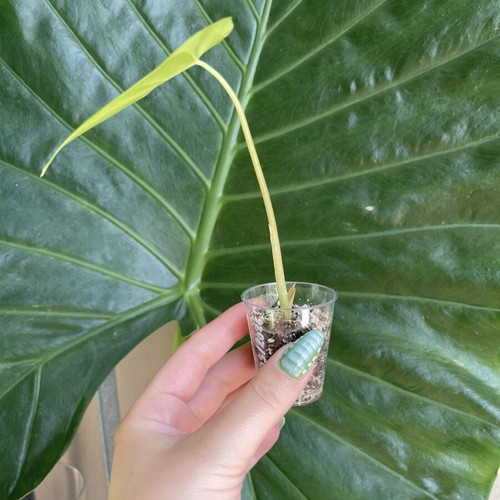 Alocasia Longiloba baby plant new, indoor tropical foliage