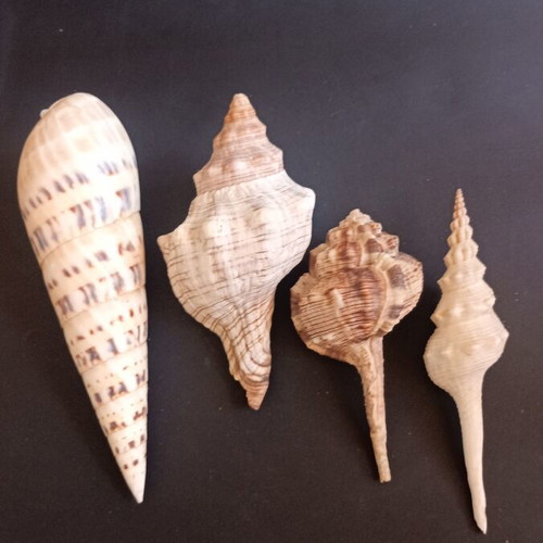 Collectible natural exotic seashells set of 4 pieces like new