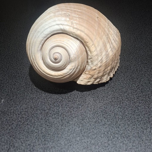 Tonna galea large collectible seashell, 19cm