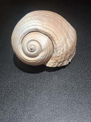 Tonna galea large collectible seashell, 19cm