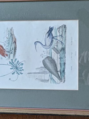 Set of 3 vintage bird engravings, 2 framed