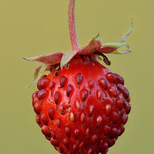 Fragaria Vesca wild strawberry seeds, pack of 30