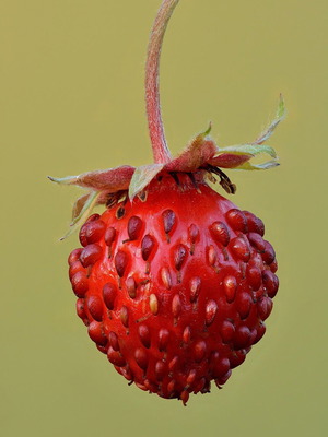 Fragaria Vesca wild strawberry seeds, pack of 30