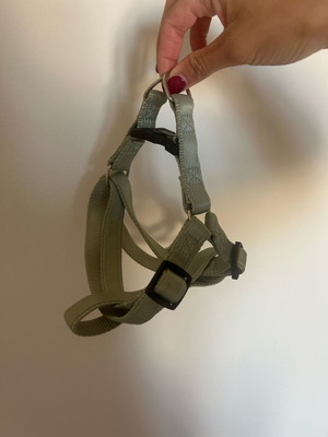 Leash for small dogs new