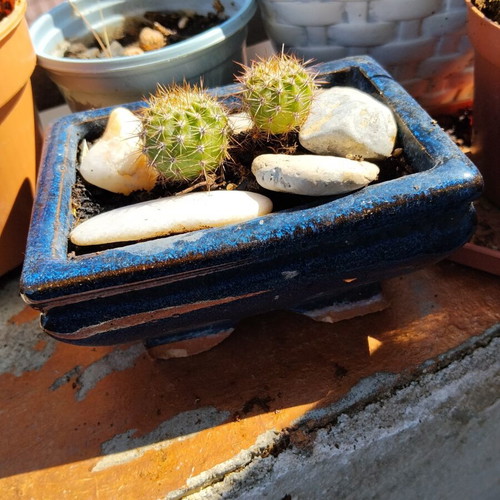 Echinopsis cacti set of 2 in handmade ceramic pot, new