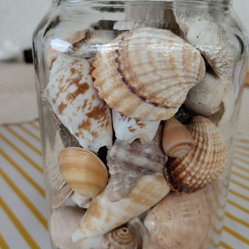 Jar with natural seashells like new