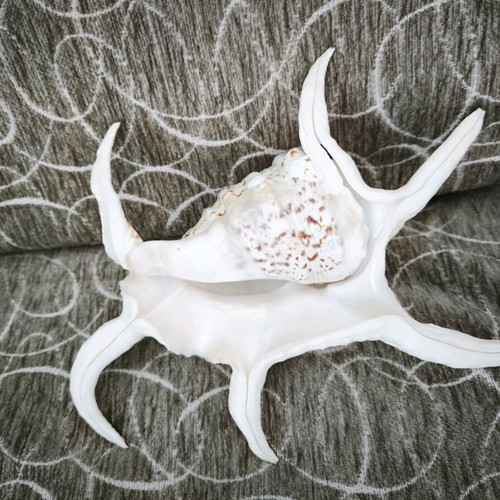 Large Lambis spider shell like new, 24 centimeters