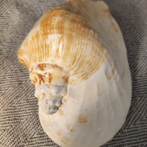 Strombidae seashell used with minor breaks, 15x12x7cm