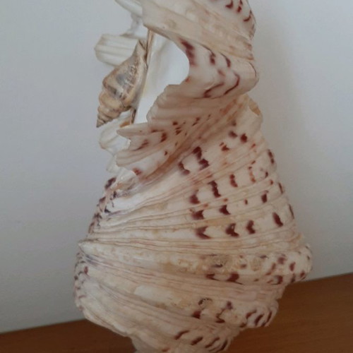 Decorative owl figurine made of large shells used