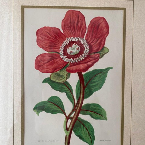 Authentic 19th Century 1880 Peony Engraving with Aluminum Frame like new