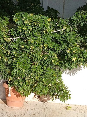 Σεφλέρα καινούργια τεράστια για μπαλκόνι και επαγγελματικό χώρο