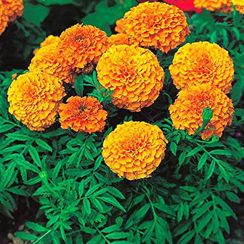 Tagetes marigold seeds large flowers yellow orange