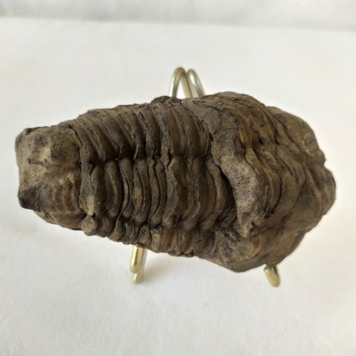 Calymene Trilobite Fossils from Morocco, like new, set of 2