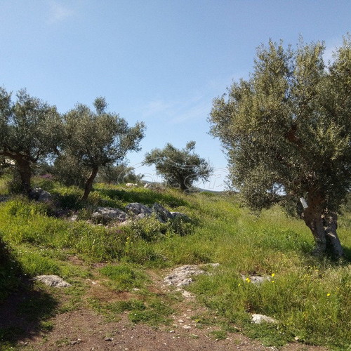 Building land with olive trees in Messinia, Petalidi Achladochori