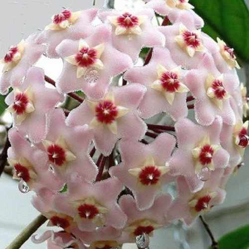 Hoya Carnosa seeds, 25 mix colors, scented climbing plant