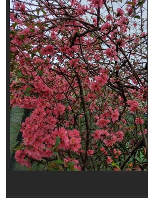 Japanese Quince Cuttings new, about 25 cm long