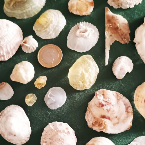 Anomiidae shells collection new, pack of 26 for decoration and crafts