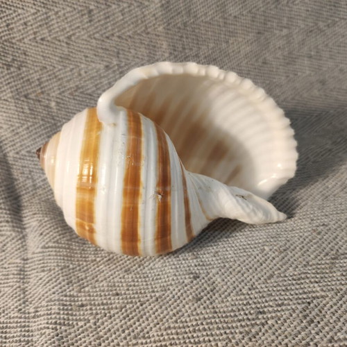 Tonna seashell like new, 13x8x8 cm