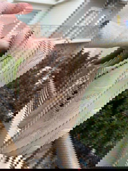 Sneaker Guess