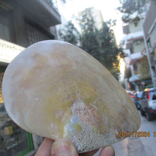 Mother of pearl M.O.R cabochons and shell pack new