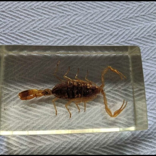 Scorpion in resin like new