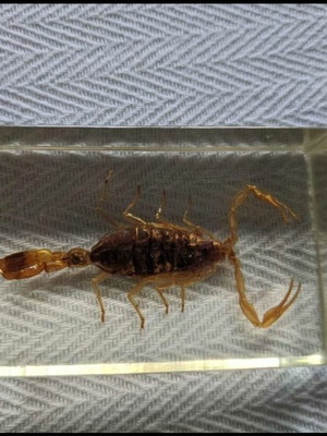 Scorpion in resin like new
