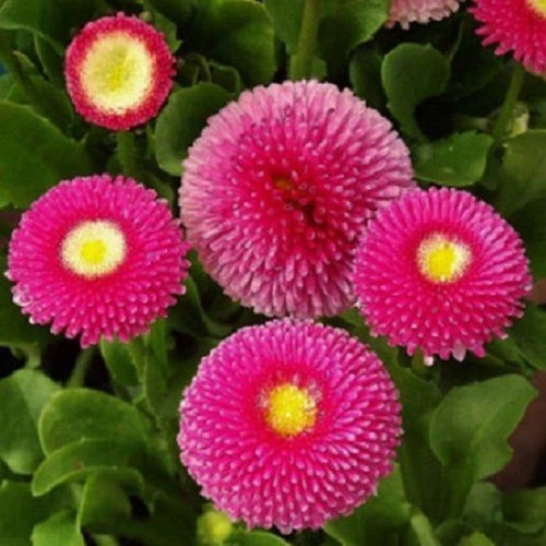 20 Super Enorma Bellis Perennis Daisy Seeds ornamental plant