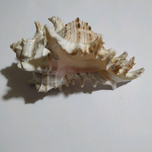 Murex Chicoreus shell like new, 12 cm length