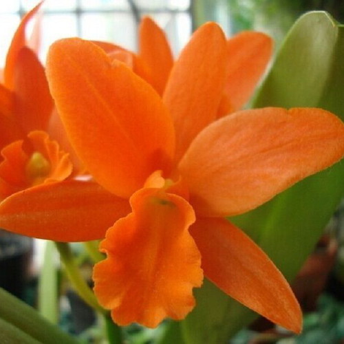 Cattleya orchid seeds, pack of 25, multicolored