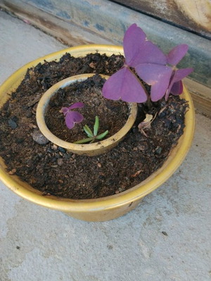 Oxalis triangularis διακοσμητικό φυτό εσωτερικού χώρου με μωβ φύλλα