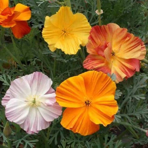 California Poppy Ballerina flower seeds, mix of colors