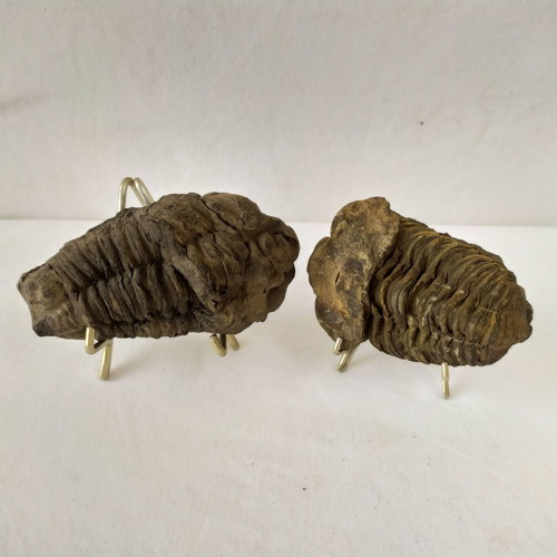 Calymene Trilobite Fossils from Morocco, like new, set of 2