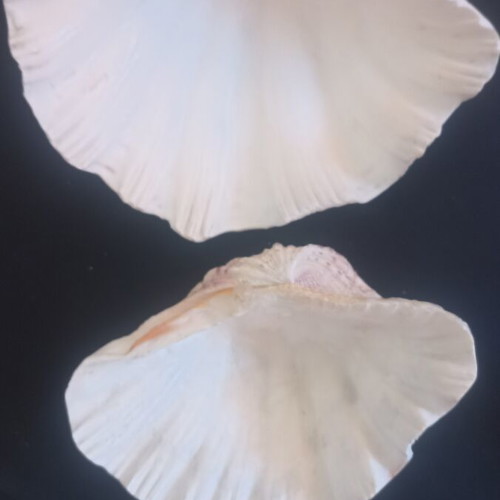Set of 2 Decorative Natural Seashells Hippopus hippopus like new