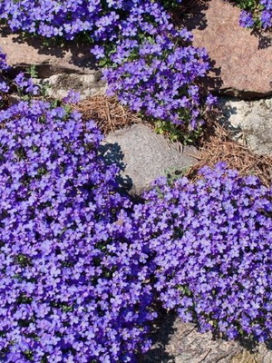 Aubrieta perennial creeping plant seeds, mix of colors, 20 pcs