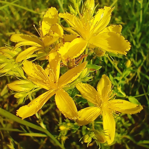 Beeswax Ointment with St. John's Wort 30g made to order
