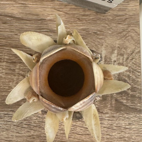 Candlestick made of shells like new, handmade