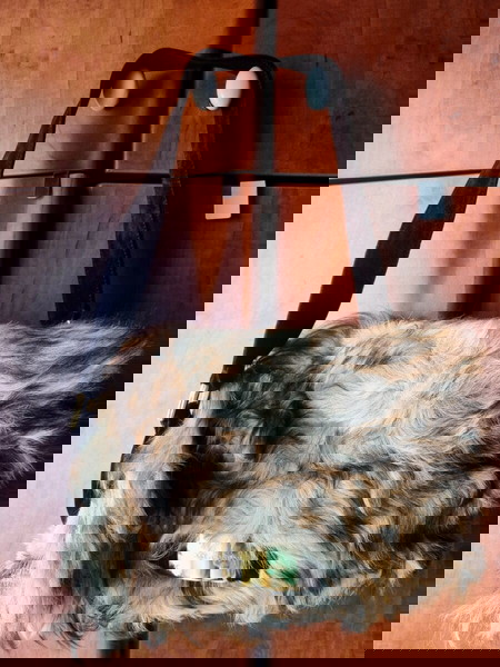 Dolce Gabanna fur and suede shoulder bag