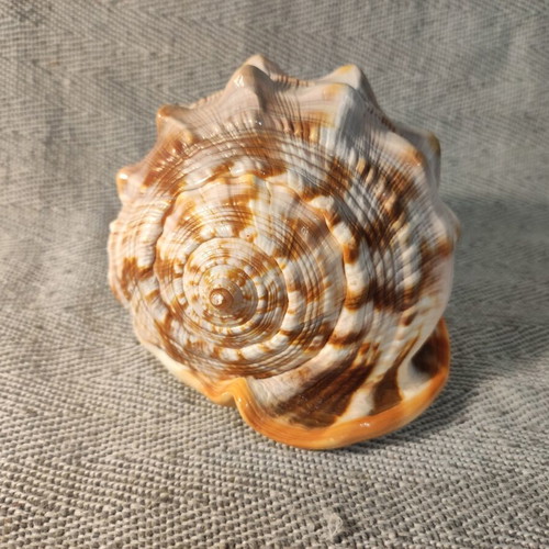 Cypraecassis Rufa shell like new, 15x11x10 cm