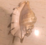 Natural shell used in good condition
