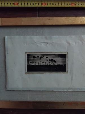 Αντίκα φωτογραφία με δέντρα και Πυραμίδες σε κορνίζα μεταχειρισμένη