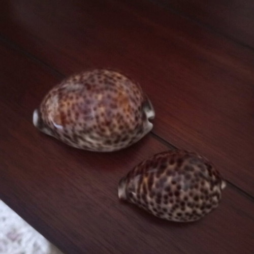 Cypraea Tigris shells used, set of 2 pieces