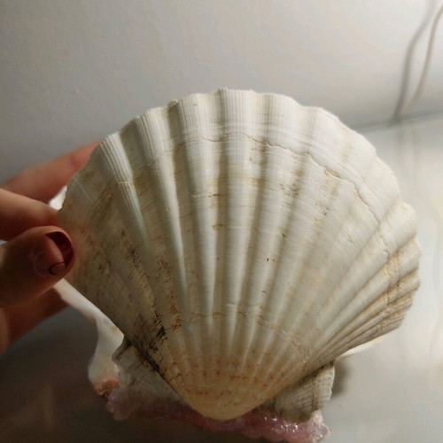 Decorative shell new, handmade with real shell
